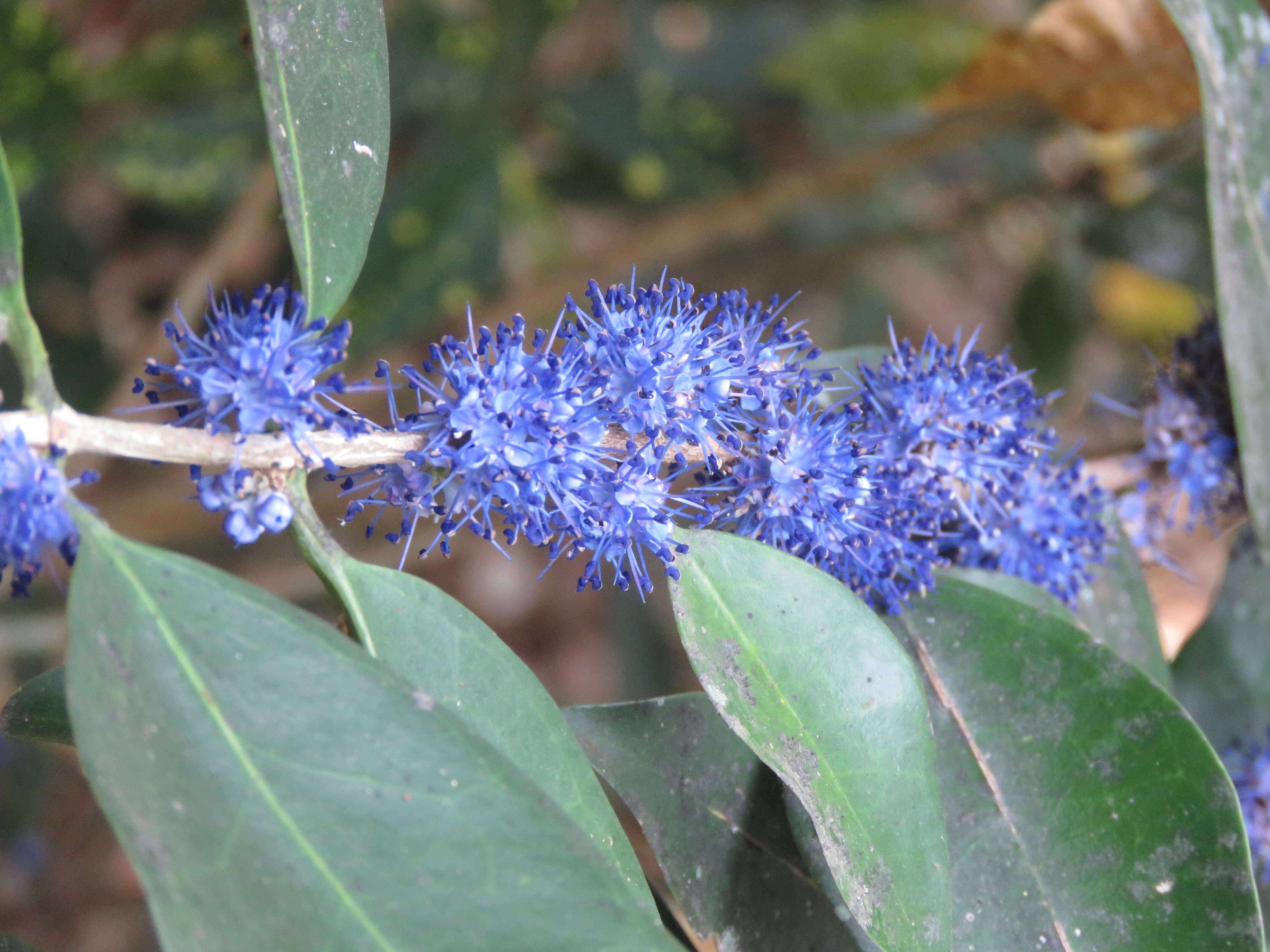 Image of Memecylon umbellatum Burm. fil.