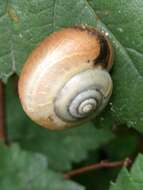 Image of Kentish gardensnail