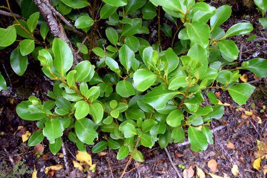 Image of Griselinia littoralis (Raoul) Raoul