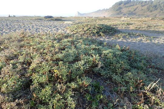 Image of silver bur ragweed