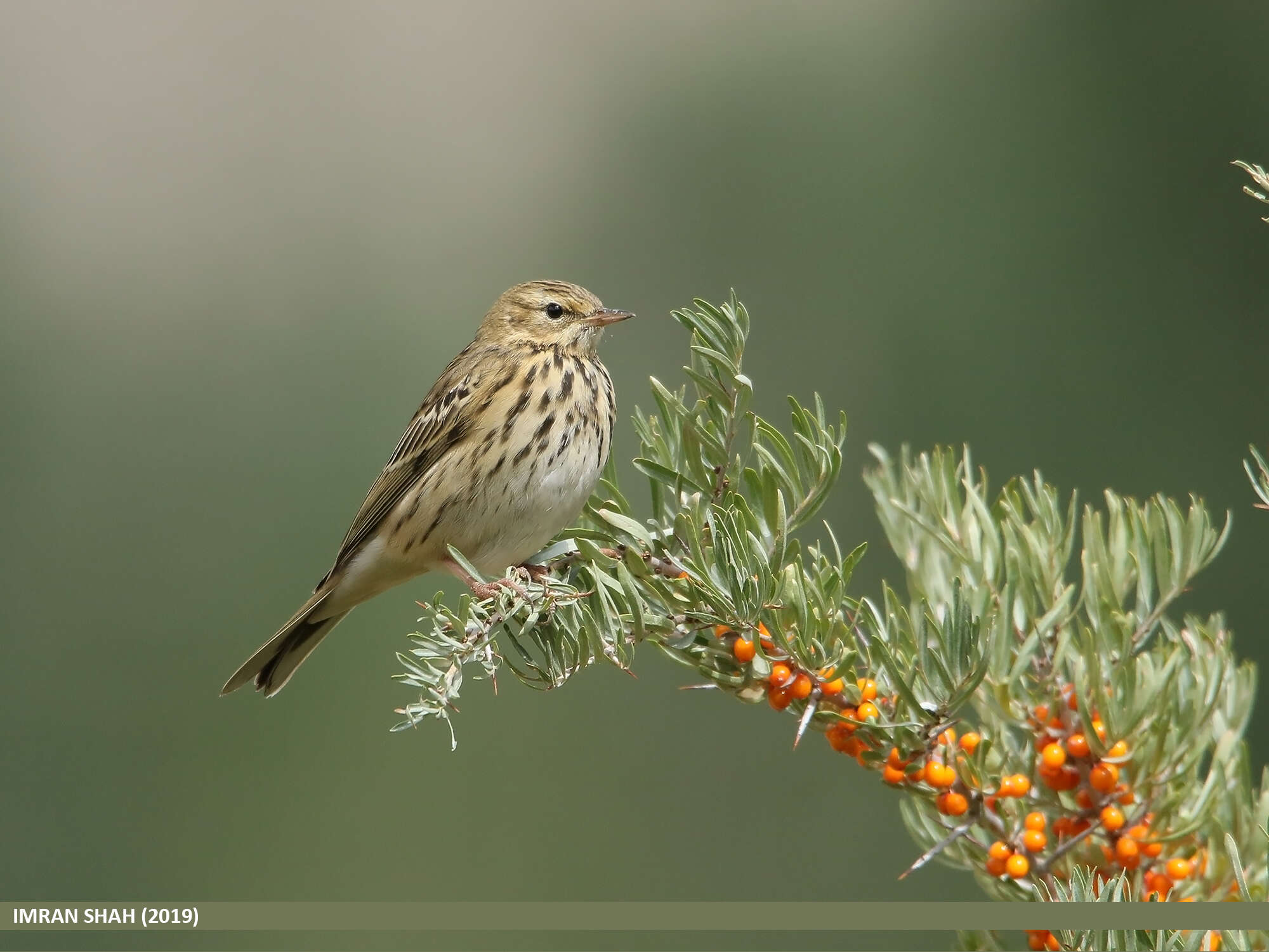 Image of Tree Pipit