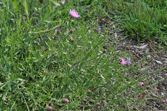 Image of spotted knapweed