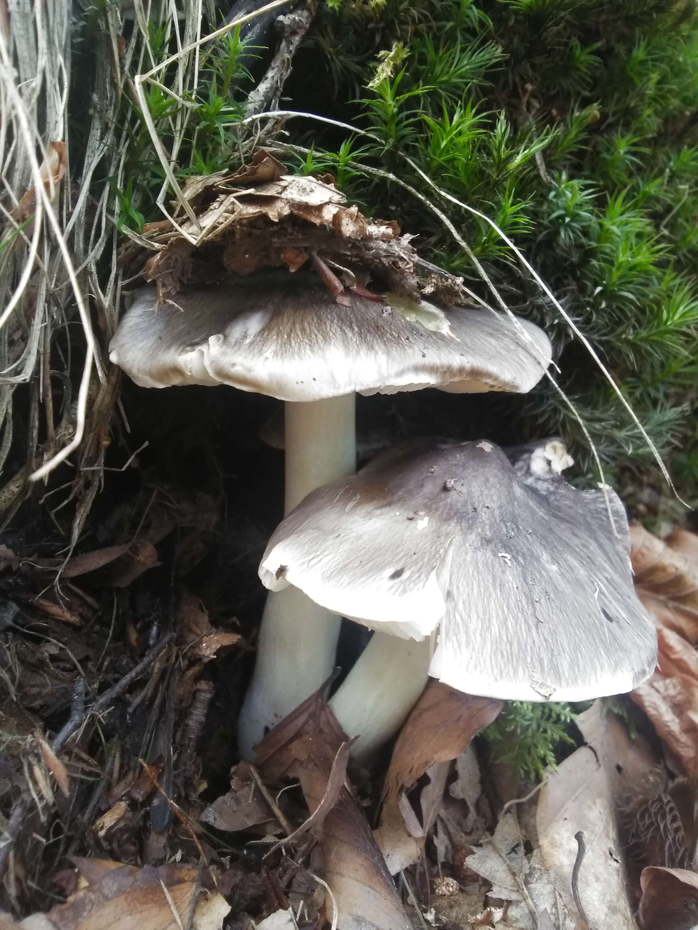 Imagem de Tricholoma portentosum (Fr.) Quél. 1873