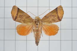 Image of Carea varipes Walker 1856