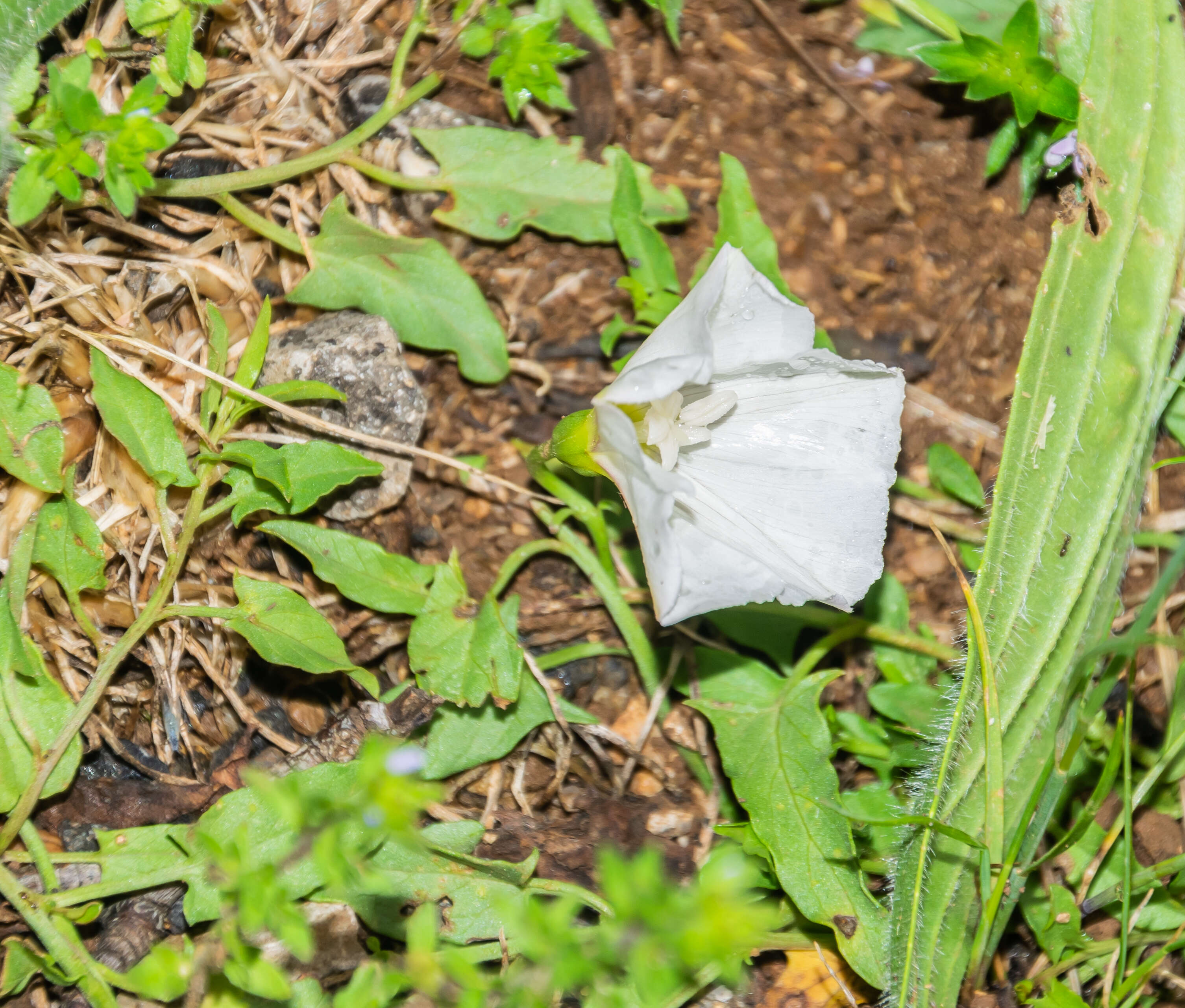 Image of Field Bindweed