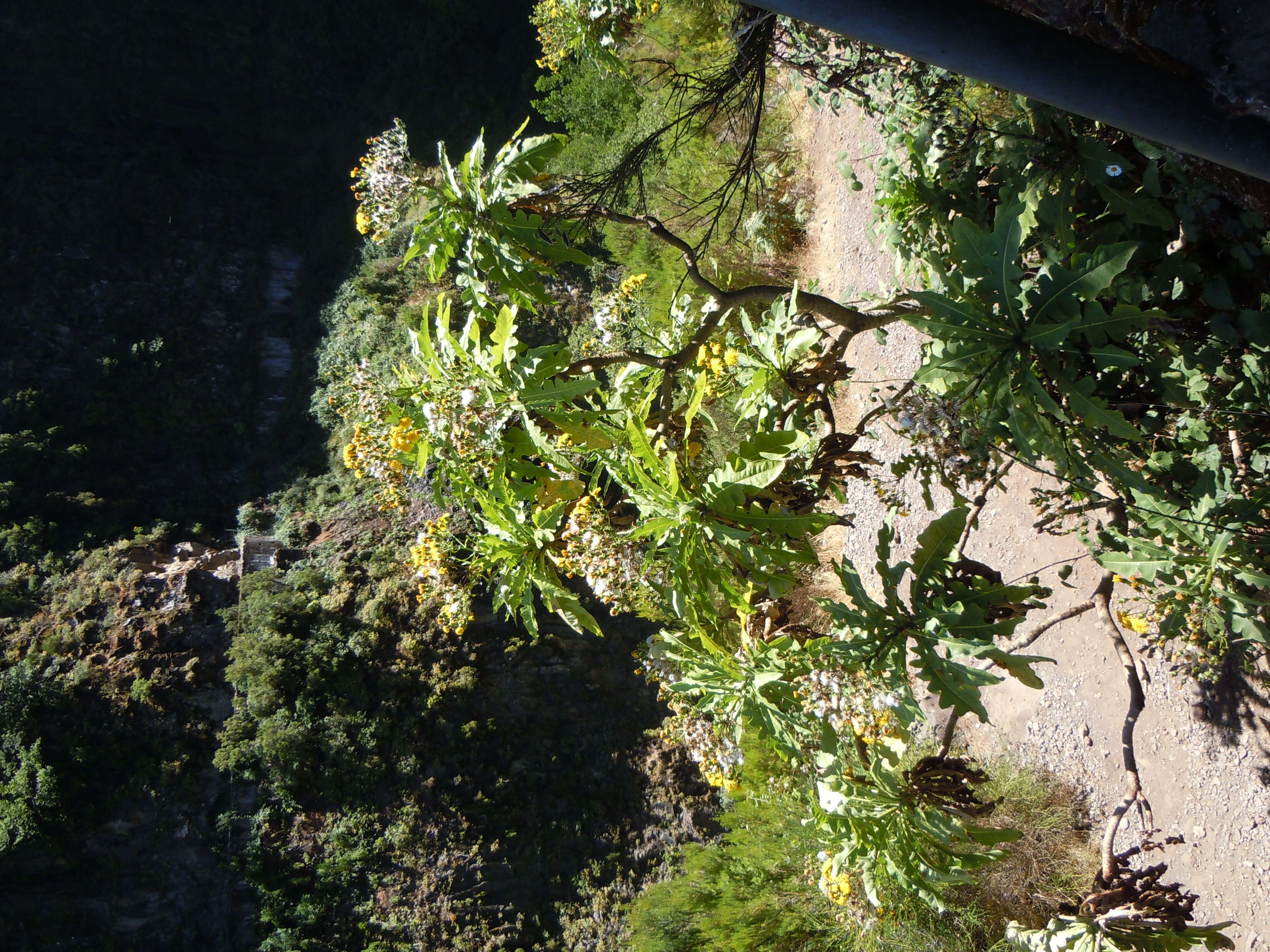 Image of Sonchus fruticosus L. fil.