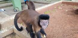 Image of Black Capuchin