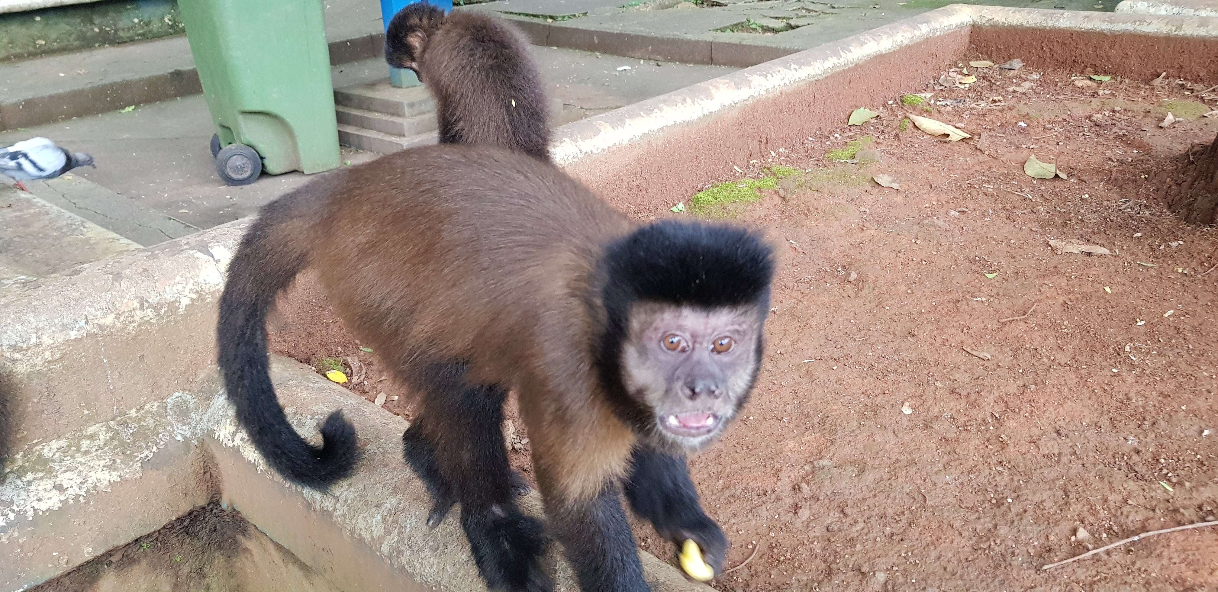 Image of Black Capuchin