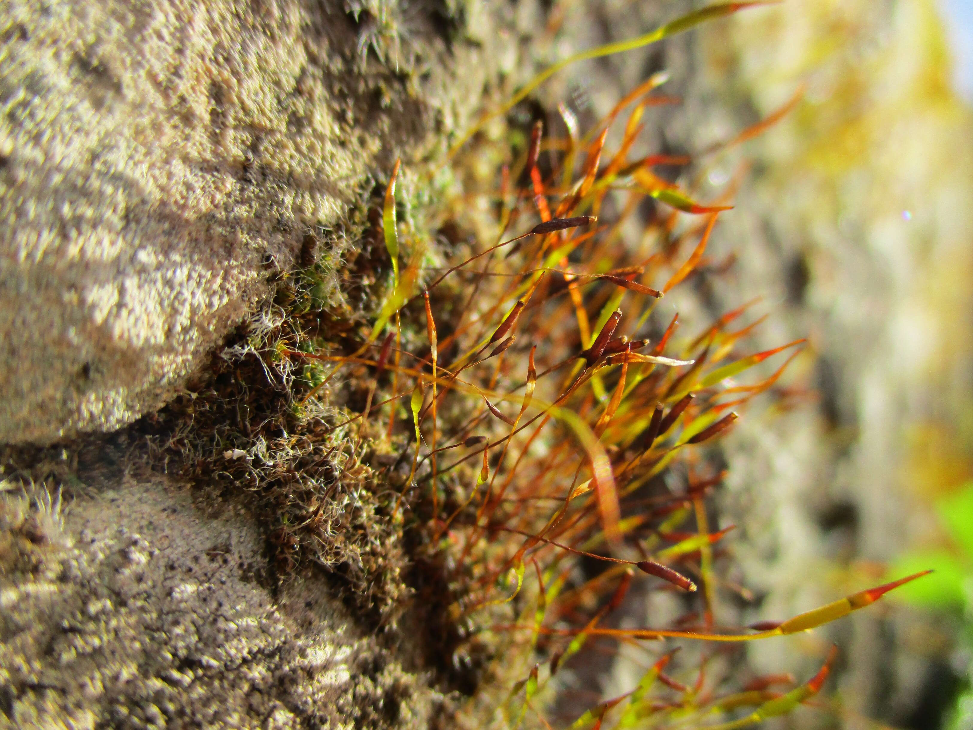 Image of tortula moss