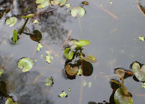 Image of yellow floatingheart