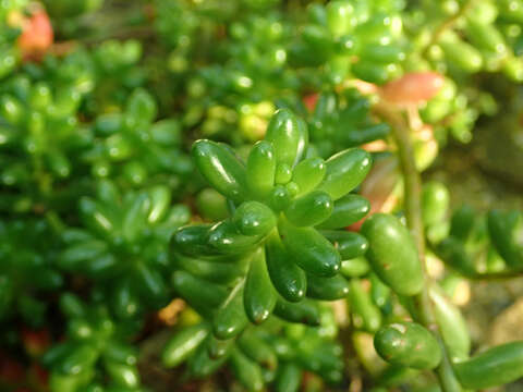 Image of Sedum rubrotinctum R. T. Clausen