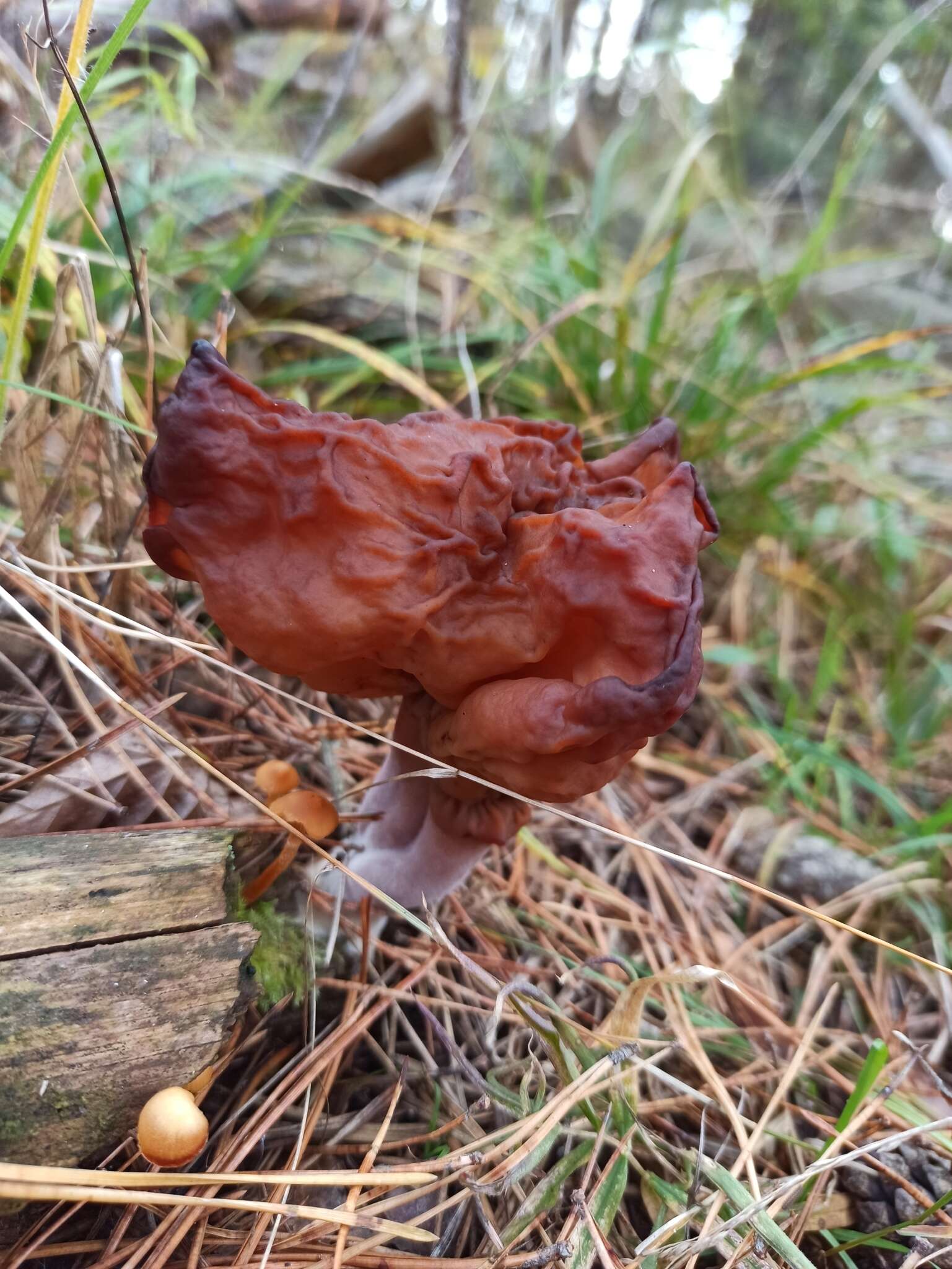 Image de Gyromitra infula (Schaeff.) Quél. 1886