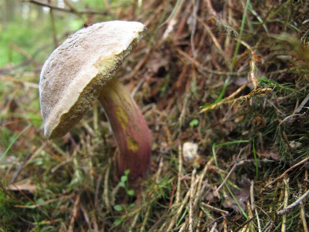 Image of Xerocomellus chrysenteron (Bull.) Šutara 2008