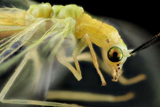 Imagem de Chrysopa nigricornis Burmeister 1839