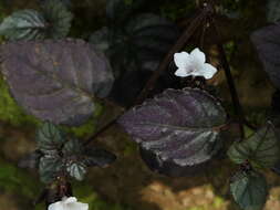 Plancia ëd Strobilanthes alternata (Burm. fil.) Moylan ex J. R. I. Wood