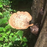 Image of dryad's saddle