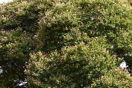 Image of Bauhinia picta (Kunth) DC.