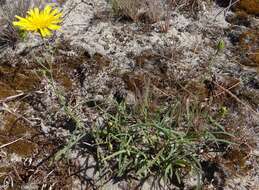 Image of hawkweed