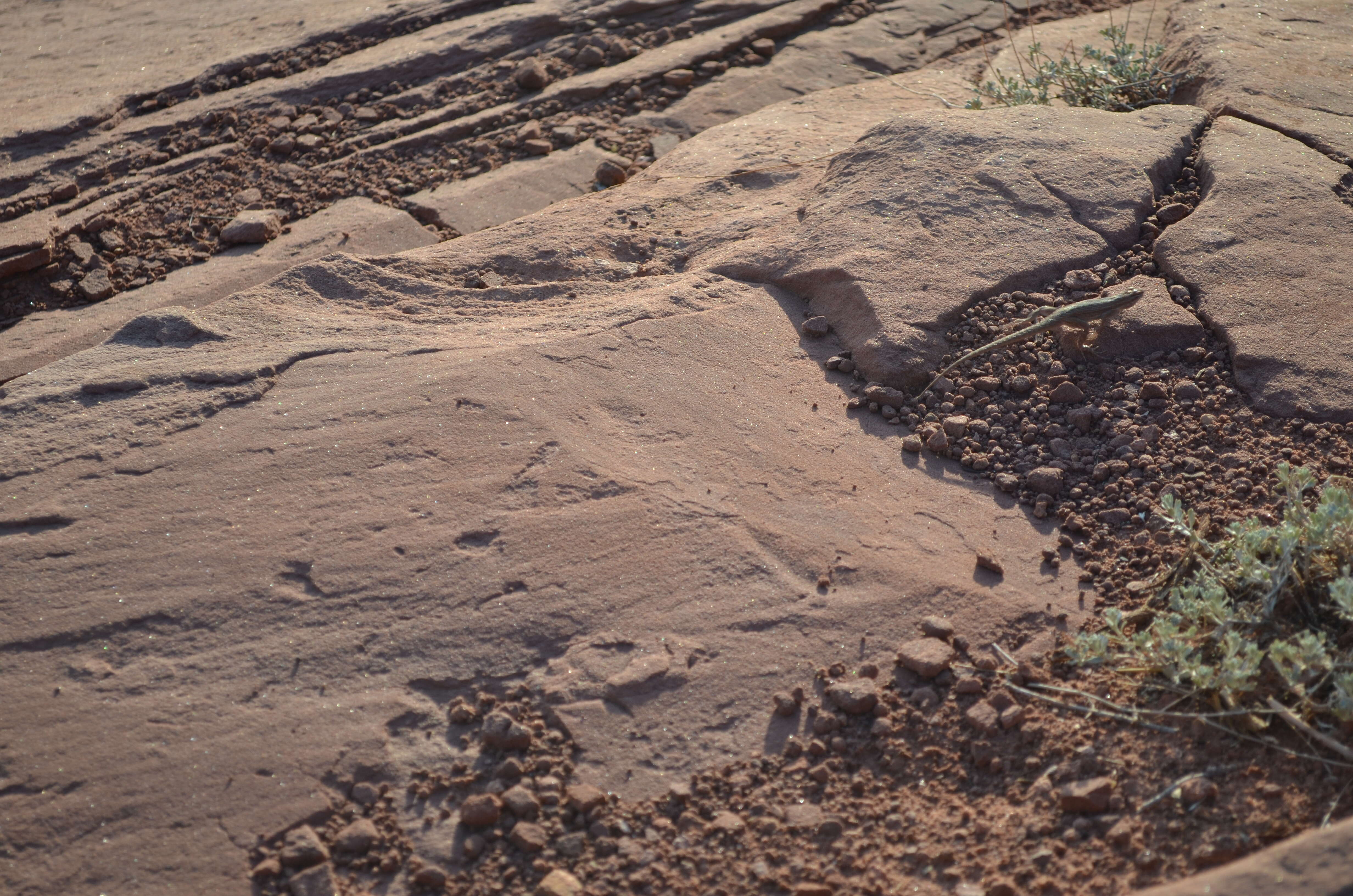 Image of common side-blotched lizard