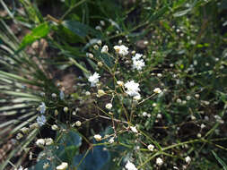 Image de Gypsophila paniculata L.