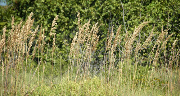 Image of seaoats