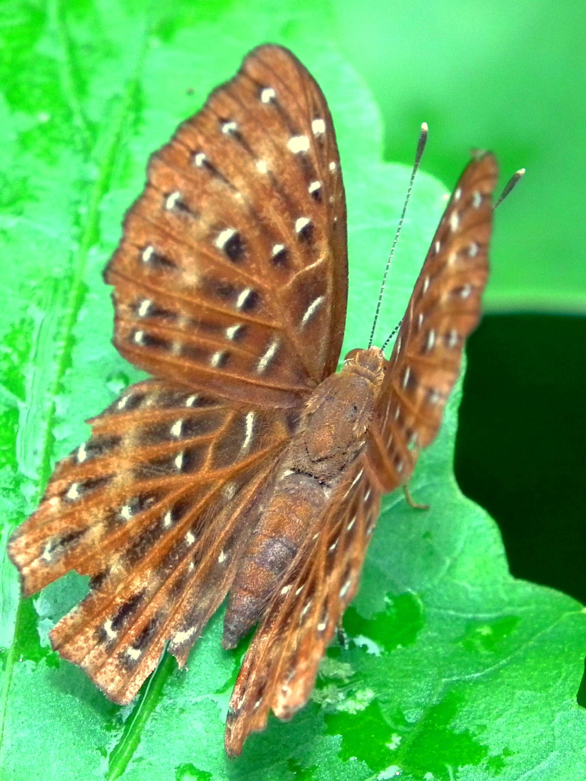 Image of Zemeros flegyas Cramer 1780