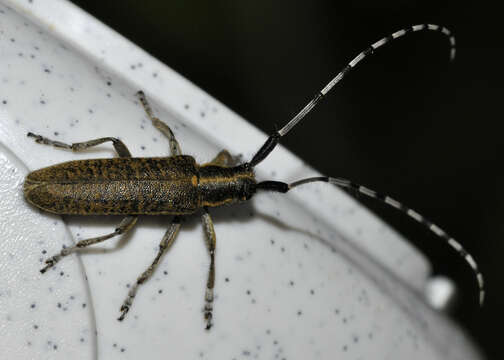 Image of Agapanthia (Epoptes) villosoviridescens (Degeer 1775)