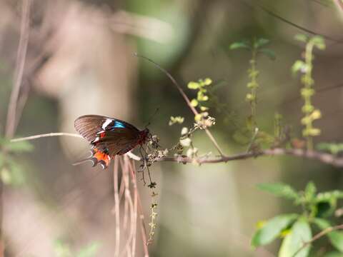 Image of Parides gundlachianus (Felder & Felder 1864)