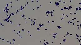 Image of Micrococcus