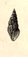 Image of Raphitoma strucki (Maltzan 1883)