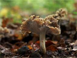 Plancia ëd Pseudocraterellus