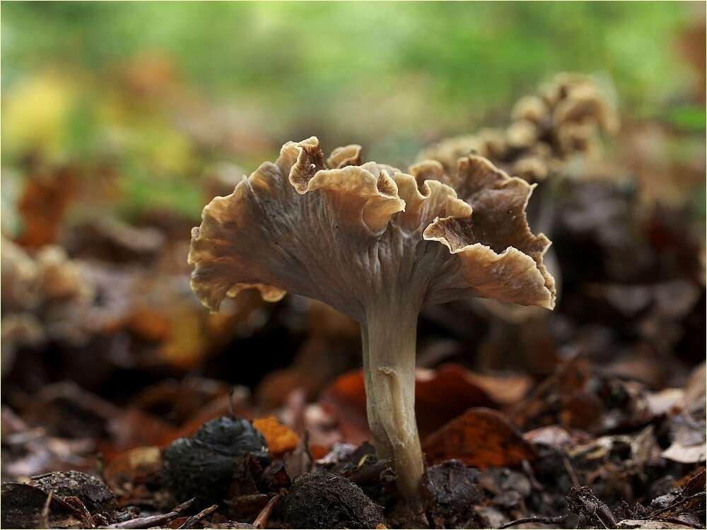 Plancia ëd Pseudocraterellus