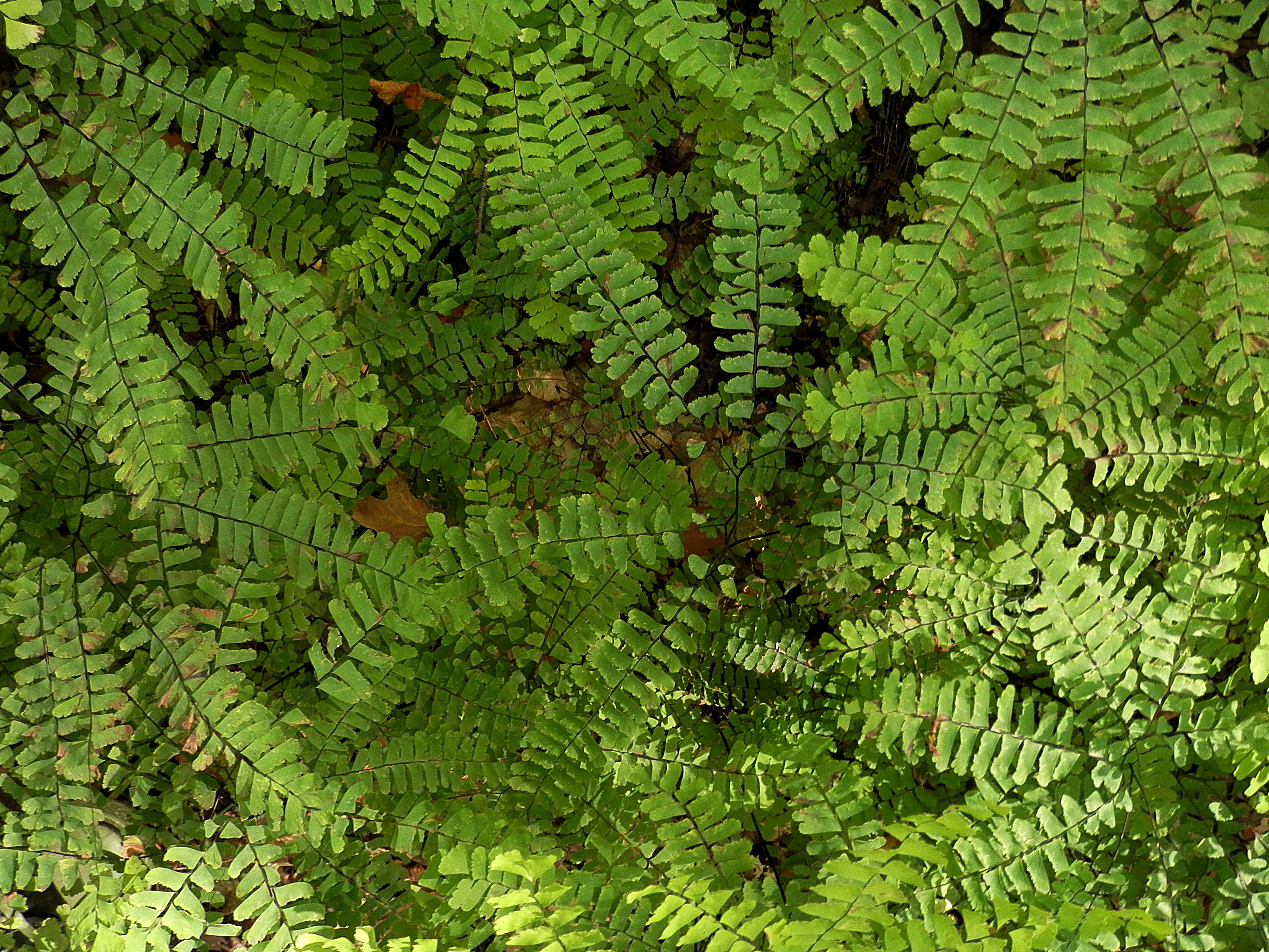 Image of Northern maidenhair fern