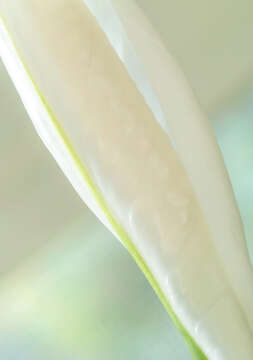 Image of Arum lily