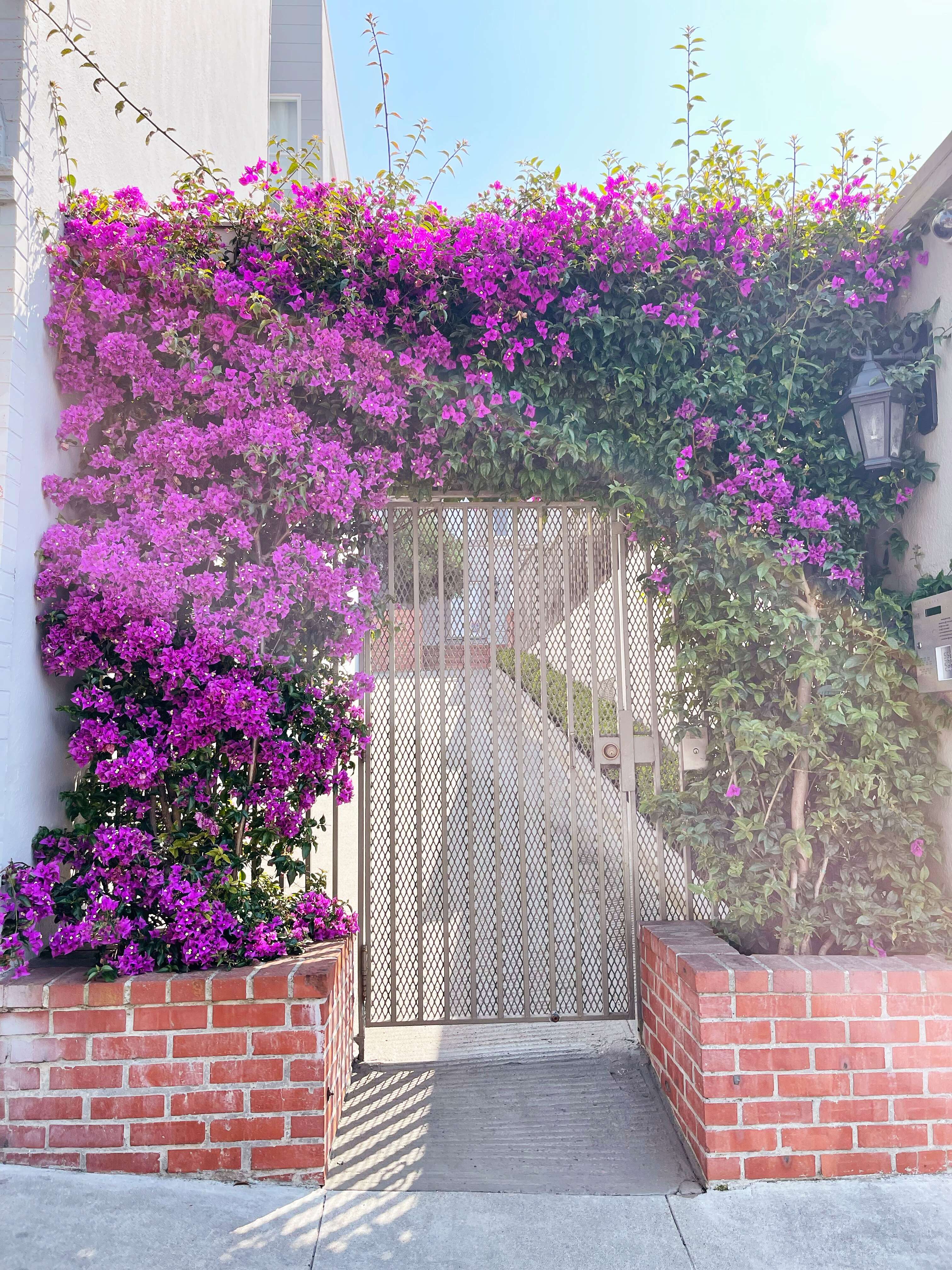 Слика од Bougainvillea