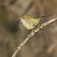 Image of Striated Thornbill