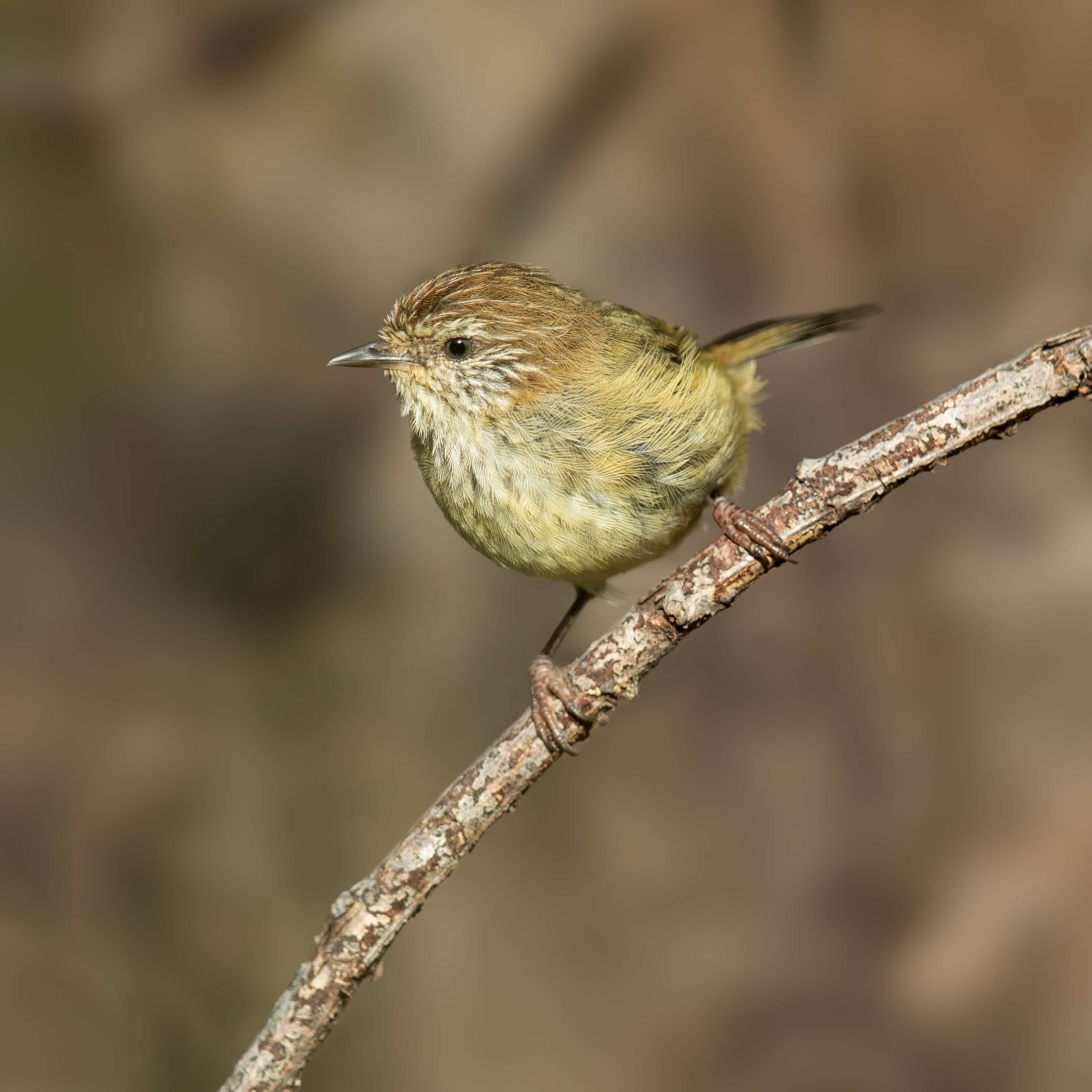 Image of Striated Thornbill