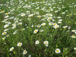 Image of corn chamomile