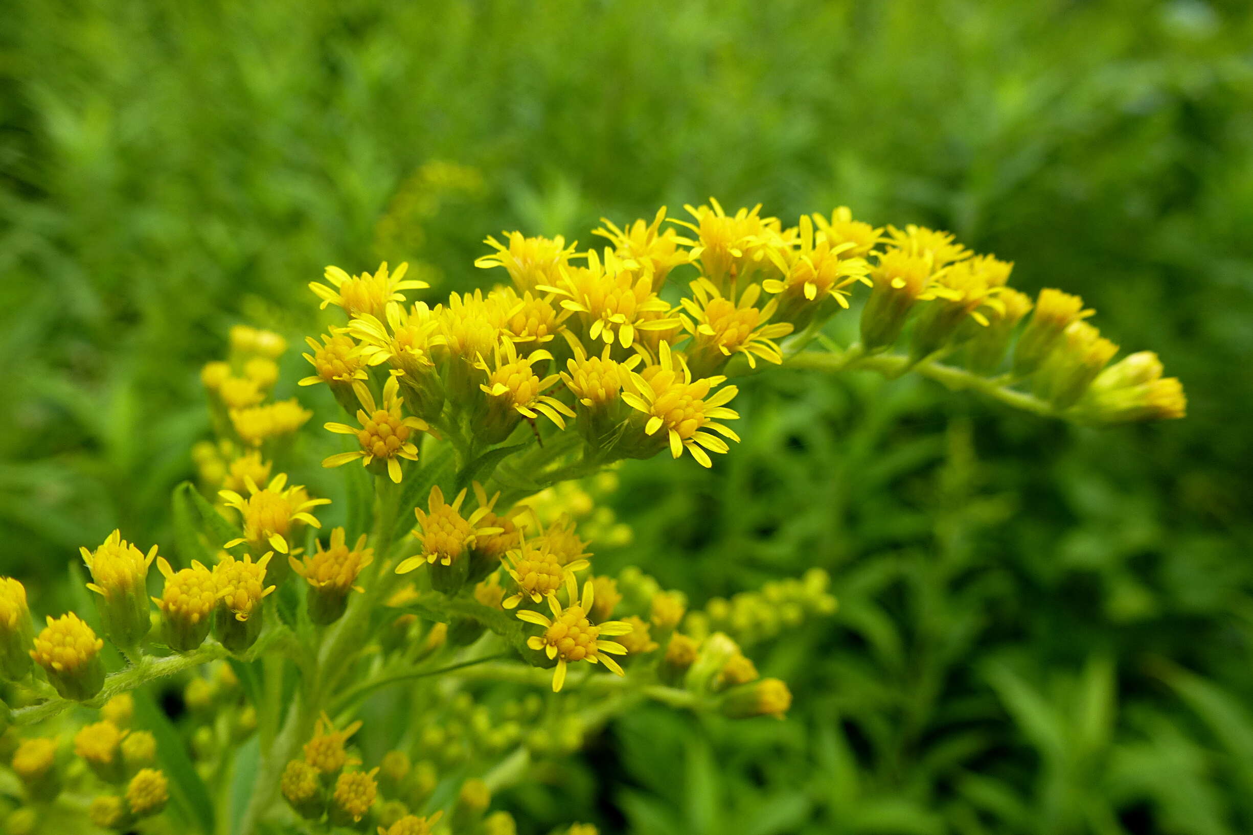 Imagem de Solidago gigantea Ait.