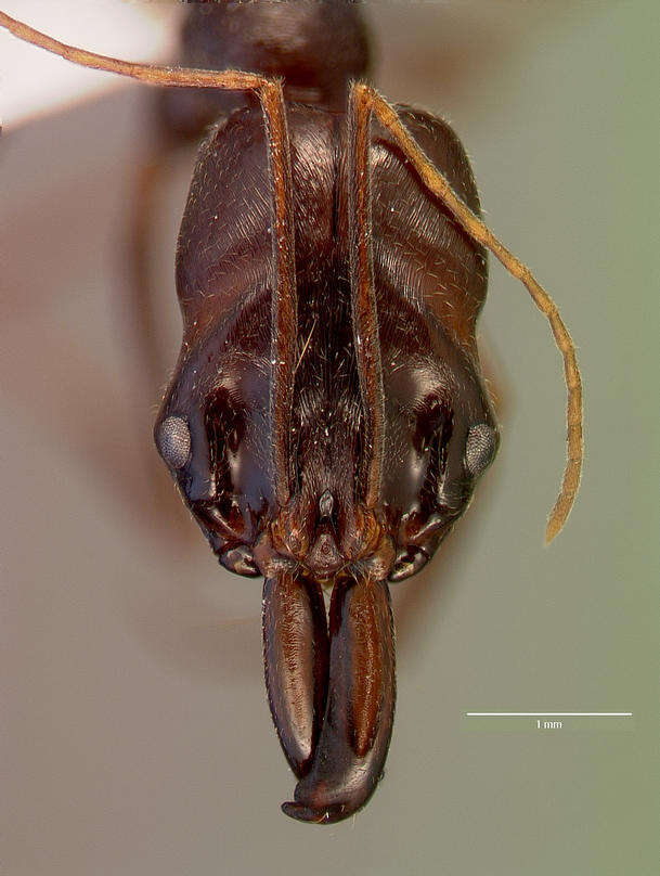Image of Odontomachus assiniensis Emery 1892