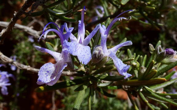 Image of Rosemary