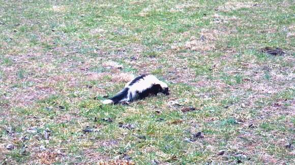 Image of Hooded and Striped Skunks