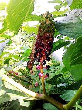 Image of Phytolacca acinosa Roxb.