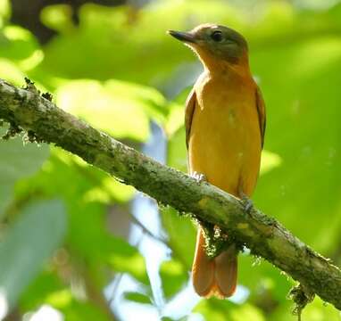 Image of Rufous-tailed Attila