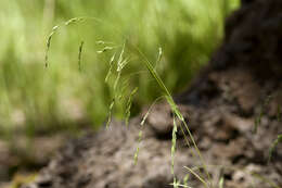 Image of fowl bluegrass