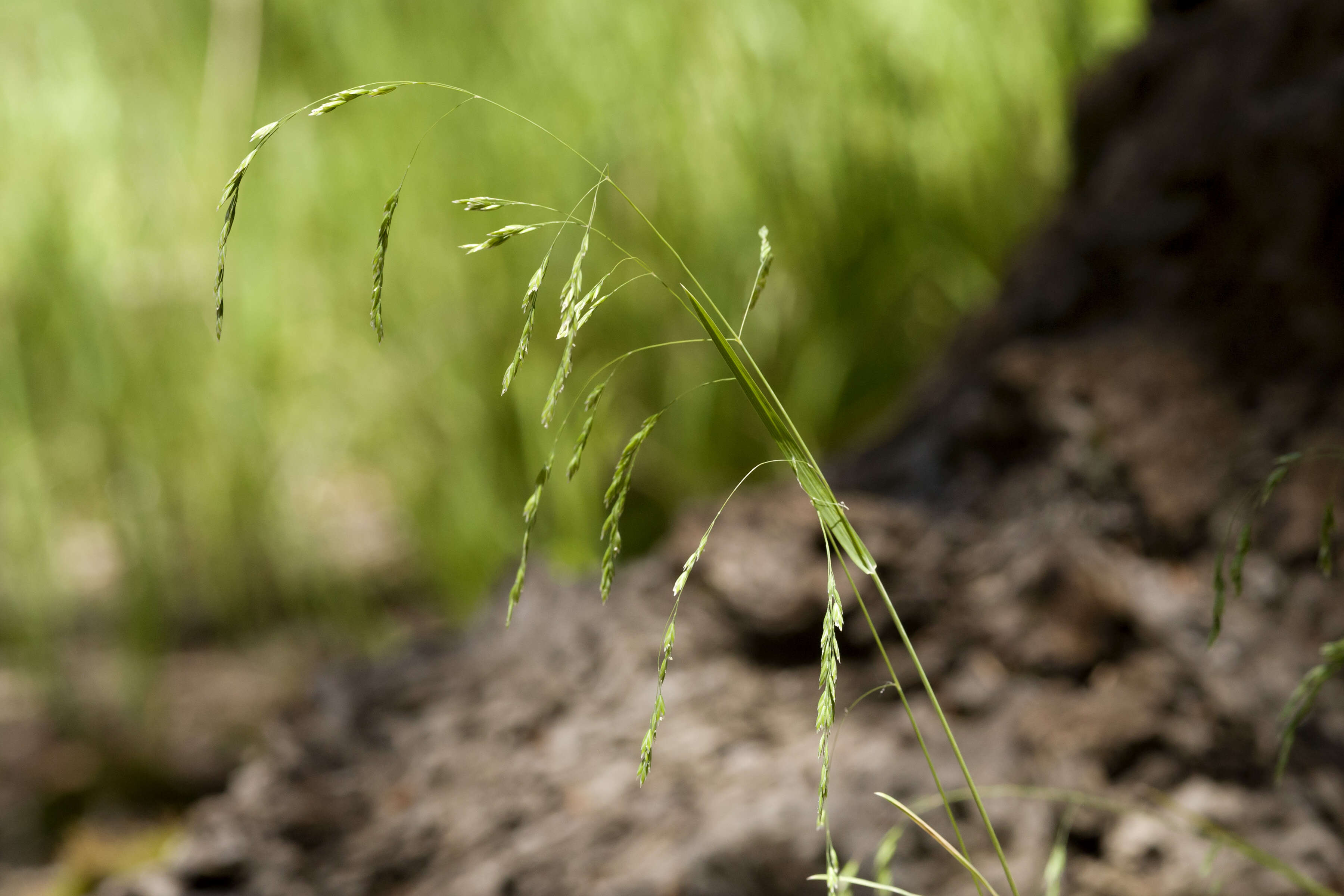Image of fowl bluegrass