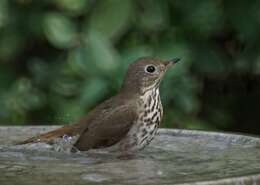 Image of Hermit Thrush