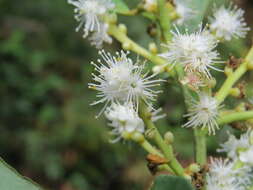 Image of Symplocos cochinchinensis (Lour.) Moore