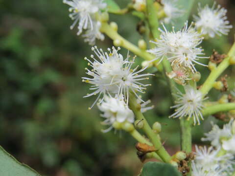 Image of Symplocos cochinchinensis (Lour.) Moore