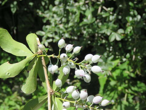 Image of Berberis aristata DC.